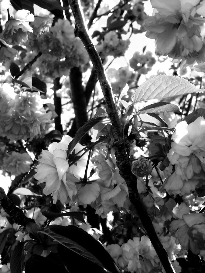 Cherry Blossoms in Black and White Photograph by Mary The Barber - Pixels