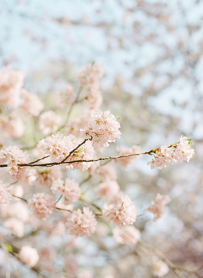 Cherry blossoms in Central Park Photograph by Tanya Isaeva - Fine Art ...