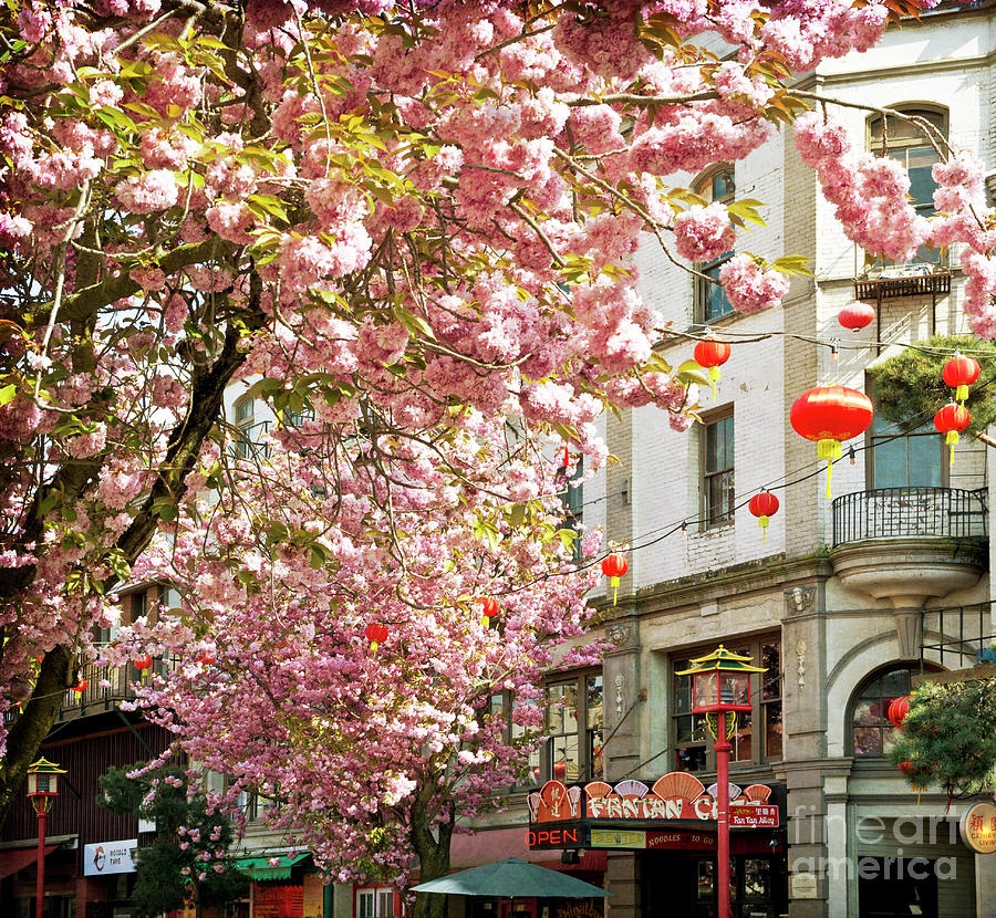 Cherry blossoms in Chinatown - Victoria BC  Photograph by Maria Janicki