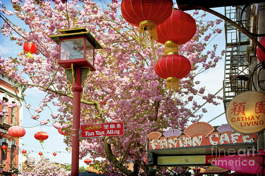 Cherry Blossoms in Chinatown - Victoria, British Columbia Photograph by Maria Janicki