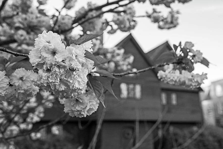 Cherry Blossoms in front of the Salem Witch House Salem MA Black and White Photograph by Toby McGuire
