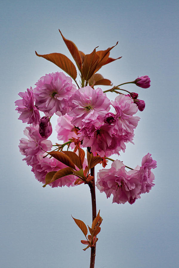 Cherry Blossoms in Hungary Photograph by John Haldane