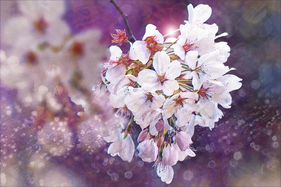 Cherry Blossoms in the Breeze Photograph by Vanessa Thomas