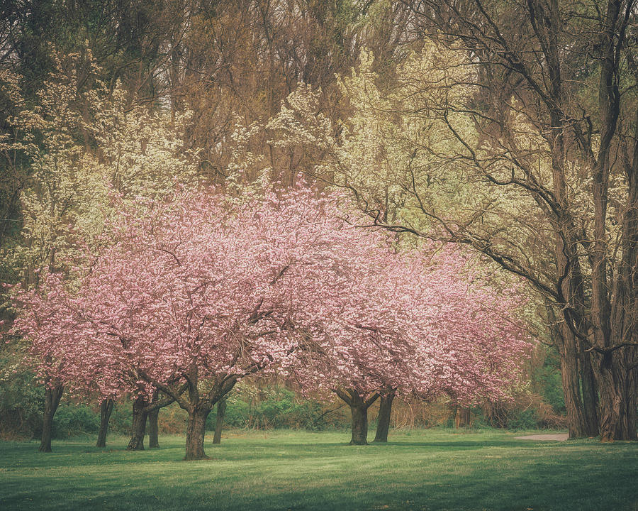 Cherry Blossoms in the Lehigh Parkway Photograph by Jason Fink