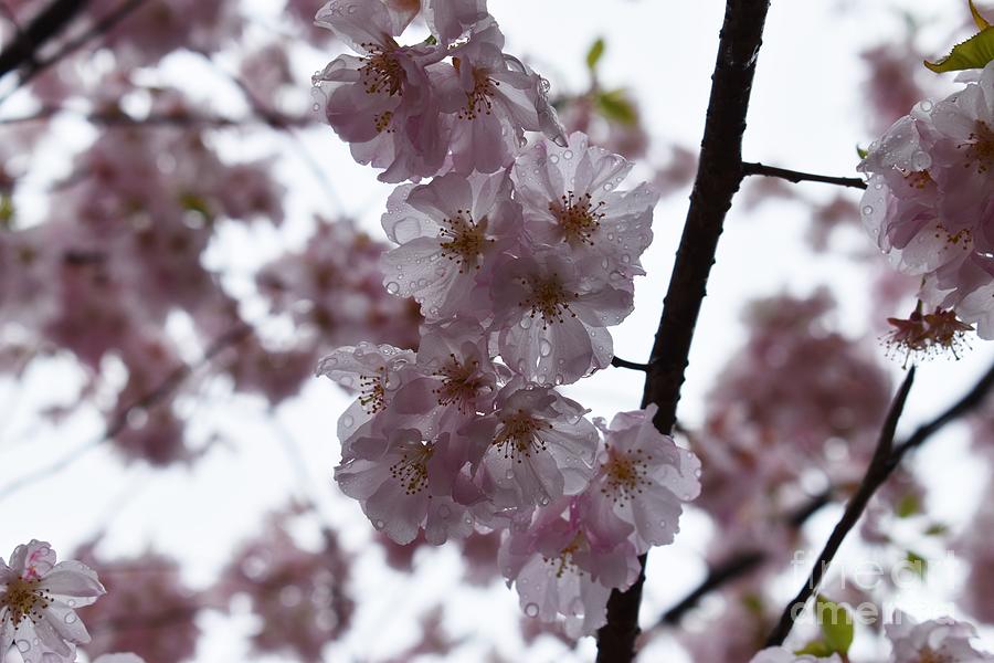 Cherry Blossoms In The Rain Photograph by Stefania Caracciolo