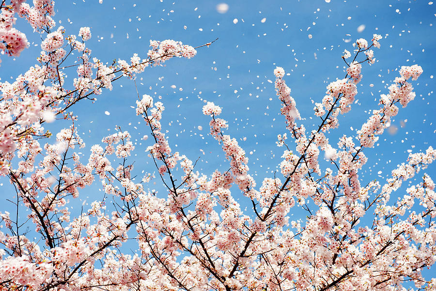 Cherry blossoms in the spring wind by Simi Rabinowitz