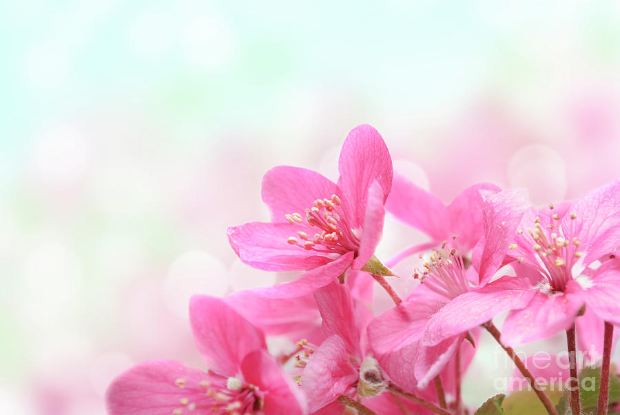 Nature Photograph - Cherry Blossoms by Jelena Jovanovic