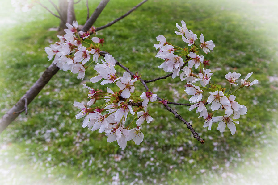 Cherry Blossoms Photograph by Jim Gillen