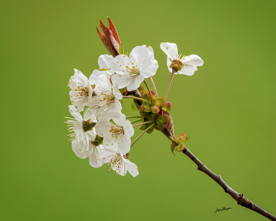 Cherry Blossoms Photograph by Jurgen Lorenzen