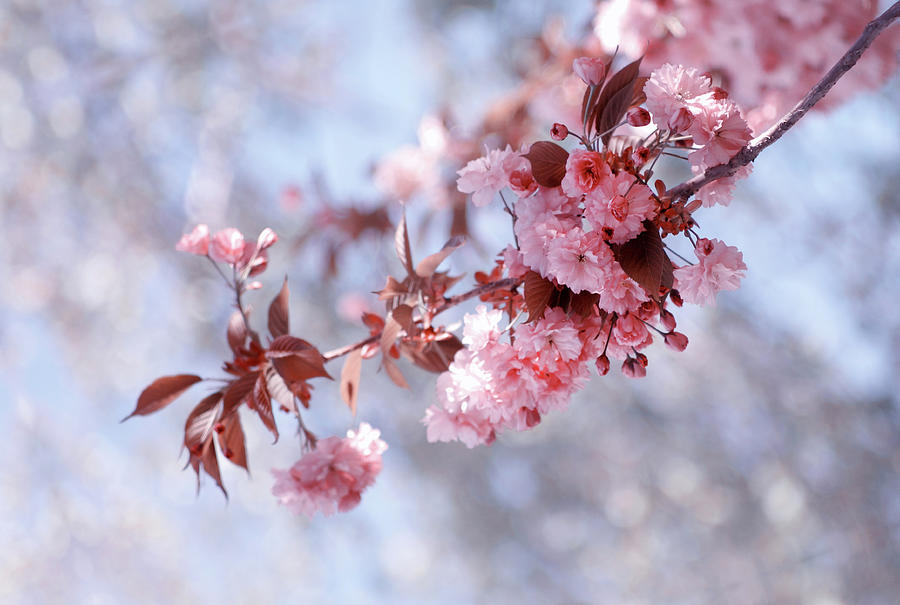 Cherry Blossoms Kanzan Photograph