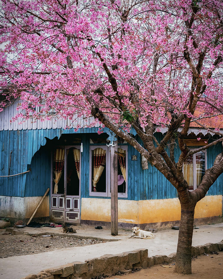 Cherry Blossoms Photograph by Khanh Bui Phu