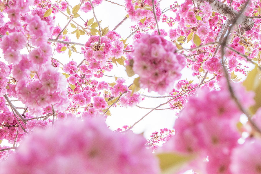 Cherry Blossoms Look Up Photograph by Sally Cooper