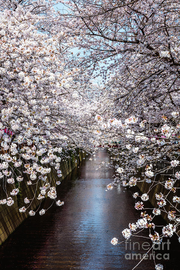 Cherry blossoms, Naka Meguro, Tokyo Photograph by Matteo Colombo - Fine ...