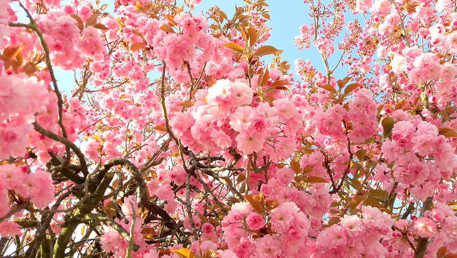 Cherry blossoms Photograph by Nataliya Vetter