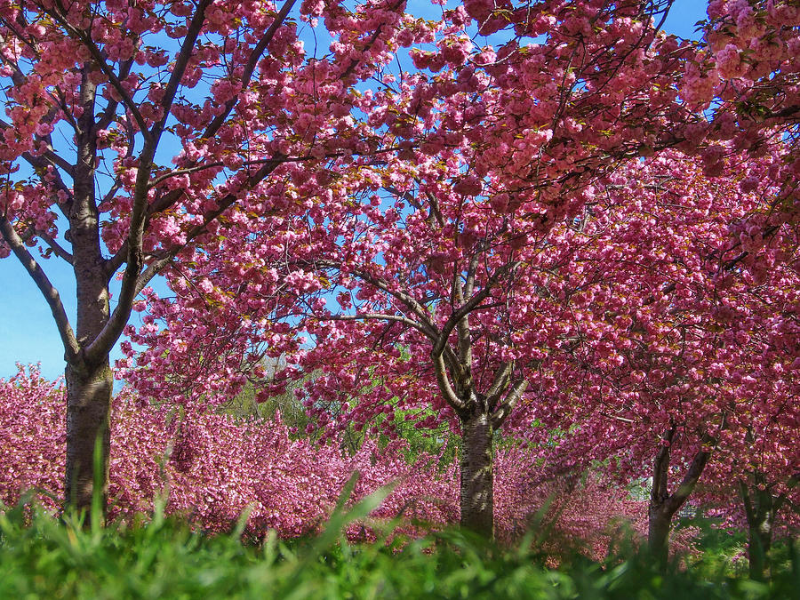 Cherry Blossoms, New York 2007 Photograph