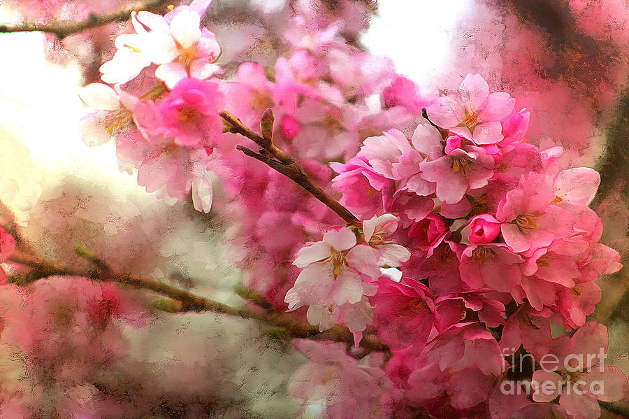 Cherry Blossoms of Spring in Washington - 1 Photograph by Sea Change Vibes