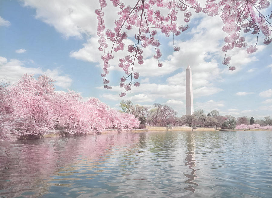 Cherry Blossoms of Washington D.C.  Photograph by Sylvia Goldkranz