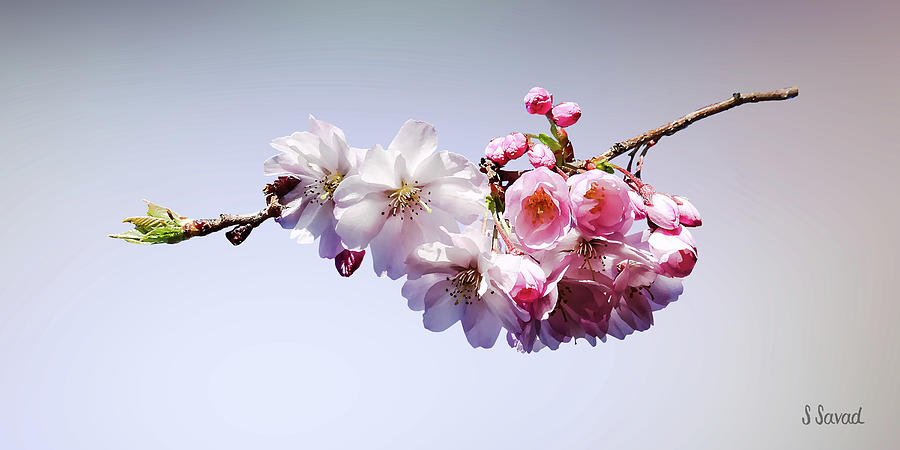 Cherry Blossoms on a Branch Photograph by Susan Savad