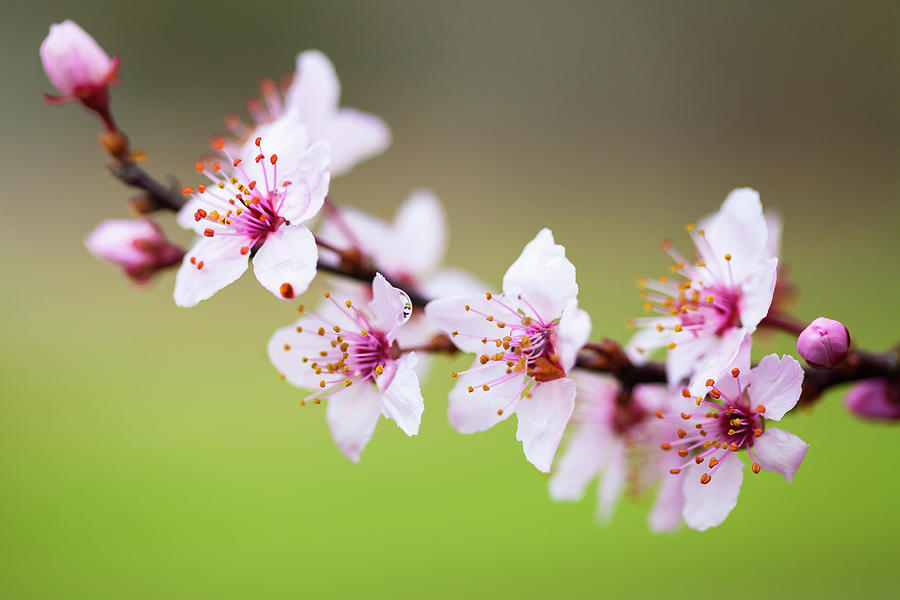 Onlyfans cherry-blossum Cherry Blossom