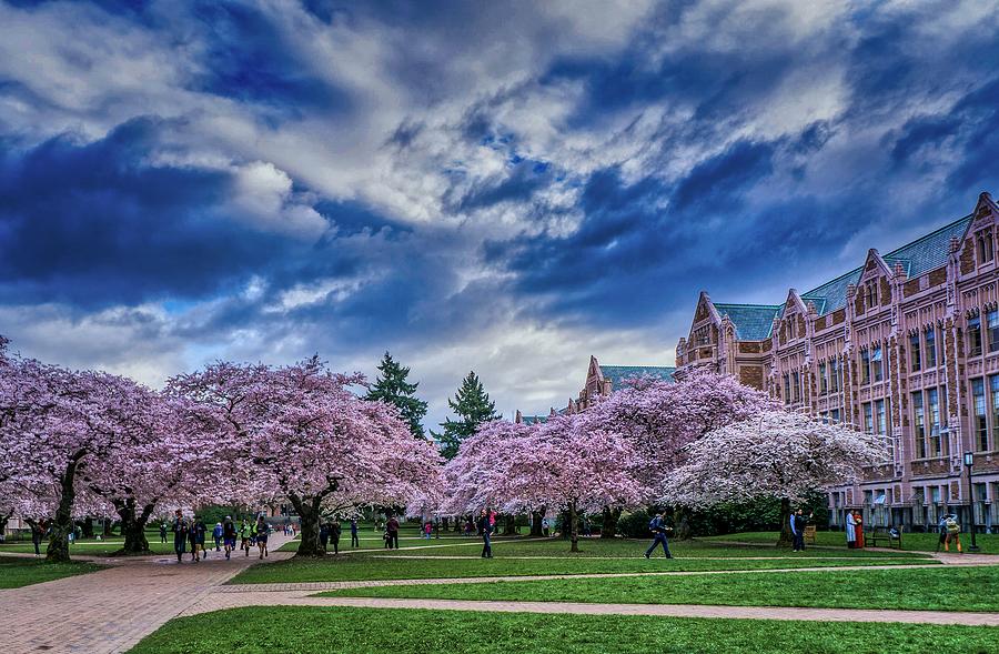 Cherry Blossoms on the University of Washington Campus Photograph by Steve Ginn