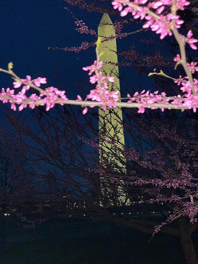 Cherry Blossoms Overlooking Washington Monument 3 Photograph