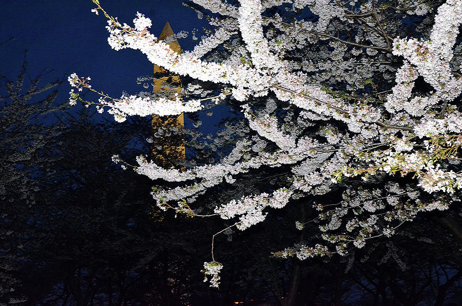 Cherry blossoms overlooking Washington monument    Photograph by Harsh Malik