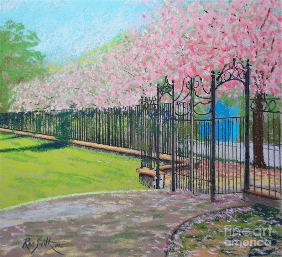 Cherry Blossoms -Park Ave Pastel by Rae  Smith PAC