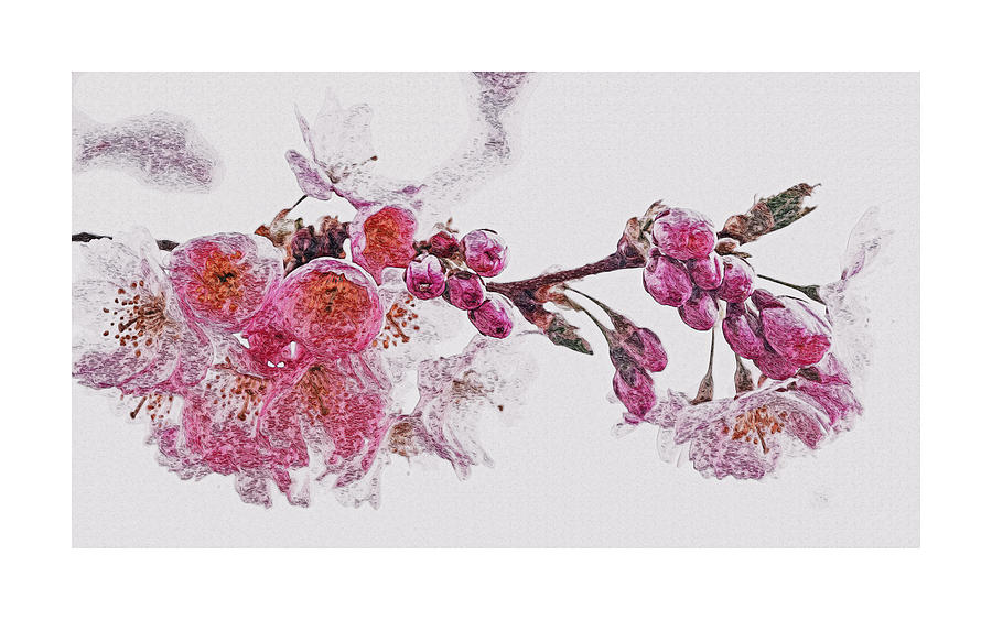 Cherry Blossoms, Petals, Nature, Tree, Spring, SakuraCherry Blossoms Painting by Celestial Images