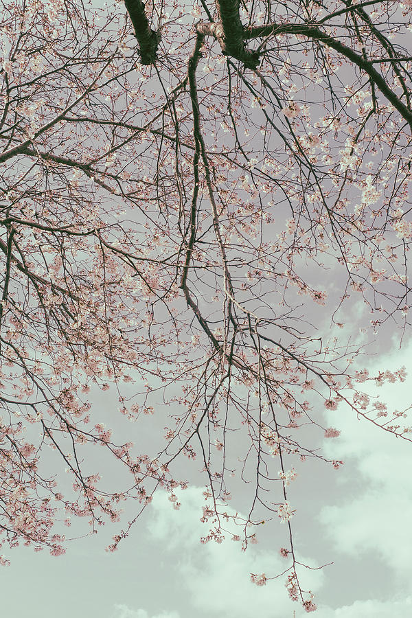 Cherry Blossoms - pink Photograph by Yuka Kato