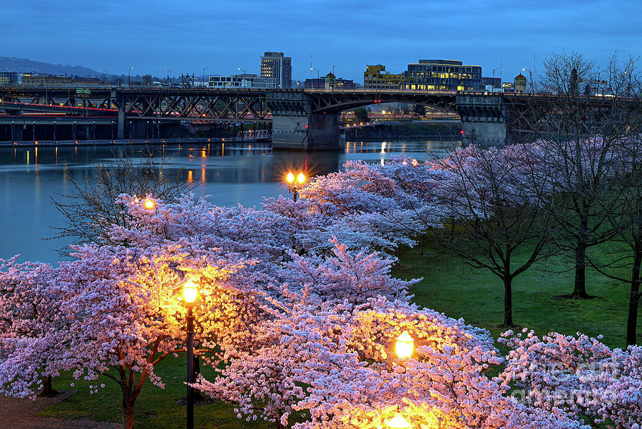 Cherry Blossoms Portland Photograph By Boomer Streit Fine Art America