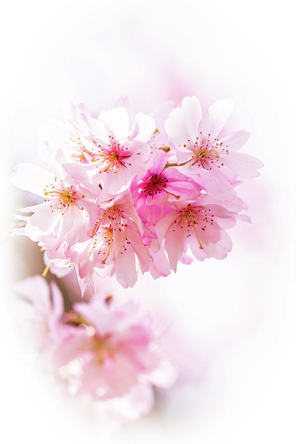 Cherry Blossoms  Photograph by Rob Narwid