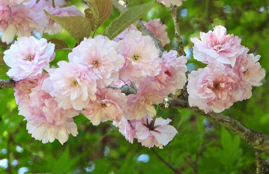 Cherry Blossoms Photograph by Sandra Peery