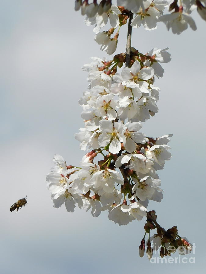 Cherry Blossoms Flying Bee Photograph by Stefania Caracciolo