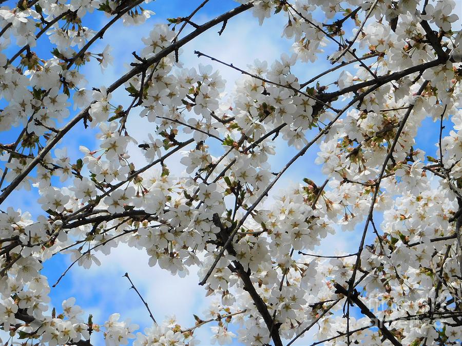 Cherry Blossoms Intricato Photograph by Stefania Caracciolo