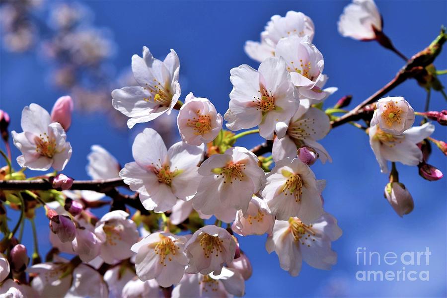 Cherryblossom Photograph - Cherry Blossoms by Sharon Patterson