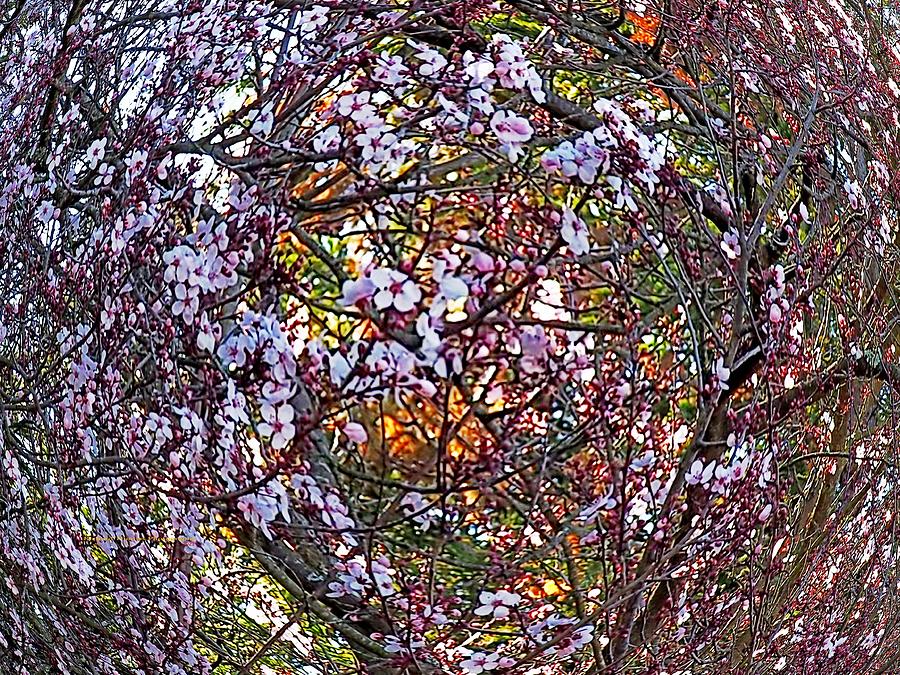 Cherry Blossoms Spiraling Photograph by Richard Thomas