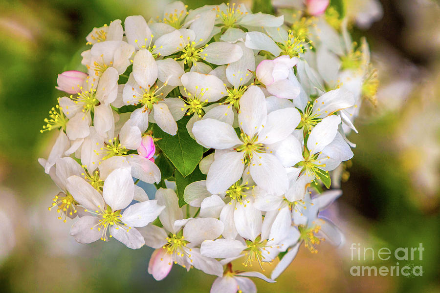 Cherry Blossoms, Spring, Flower Pedals,  Photograph by David Millenheft
