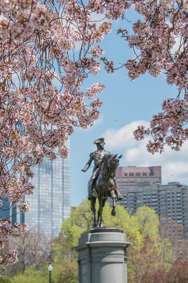 Cherry Blossoms Statue Photograph by Sally Cooper