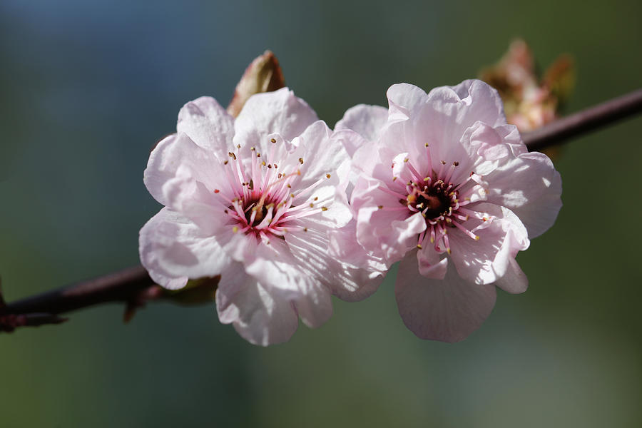 Cherry Blossoms Photograph by Tammy Pool