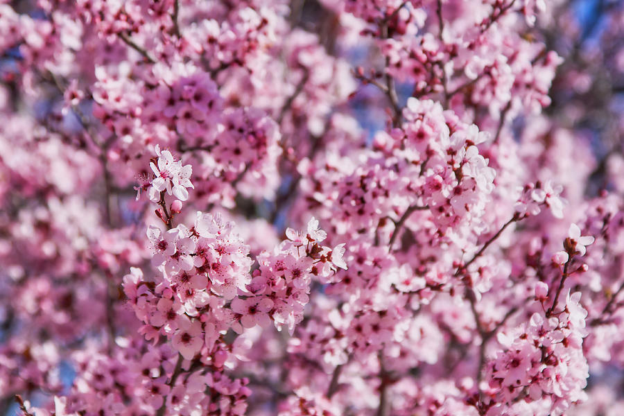 Cherry blossoms Photograph by Tatiana Travelways
