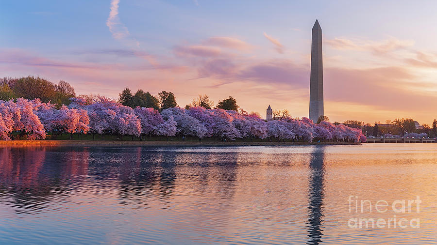 tidal basin cherry trees