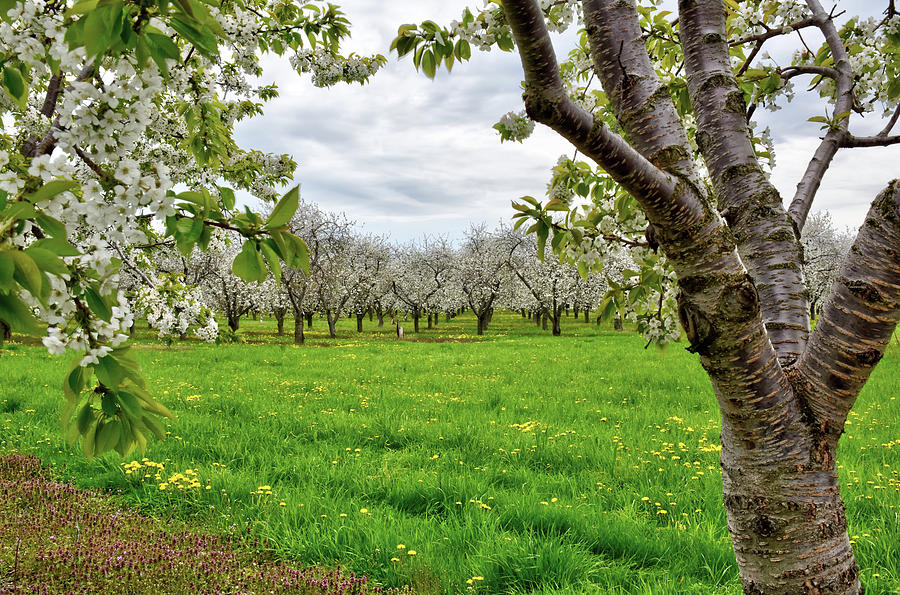 Cherry Blossoms Photograph by Tom Crook Cherry Blossoms Photograph by Tom Crook