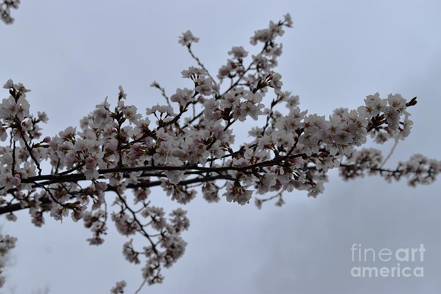 Cherry Blossoms Tree Branch Photograph by Stefania Caracciolo