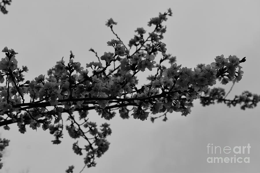 Cherry Blossoms Tree Branches Black and White Photograph by Stefania Caracciolo