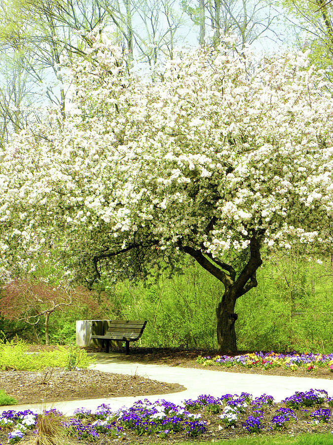 Cherry Blossoms Tree In The Park Photograph by Sandi OReilly