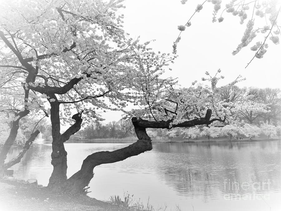 Cherry Blossoms Tree Rainy Day #2 Photograph by Stefania Caracciolo