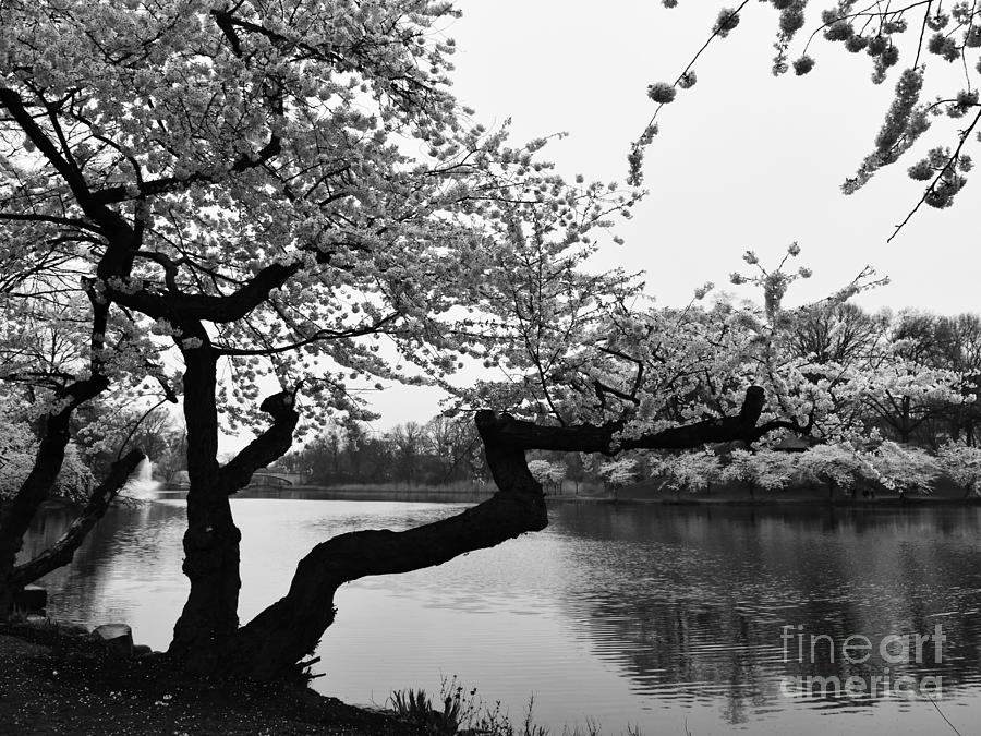 Cherry Blossoms Tree Rainy Day Photograph by Stefania Caracciolo