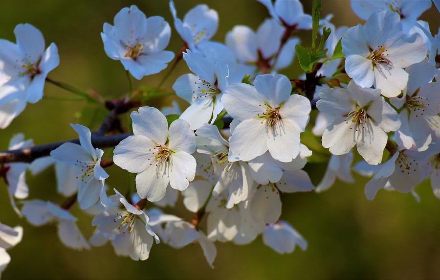 Cherry Blossoms Photograph by Ursula Coccomo - Pixels