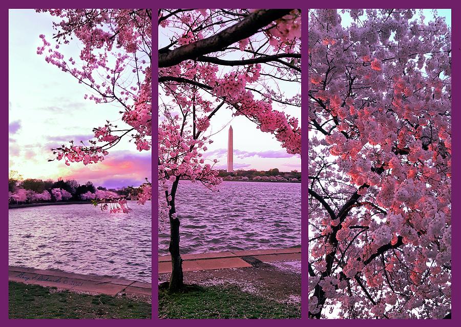 Cherry Blossoms Washington Dc Photograph