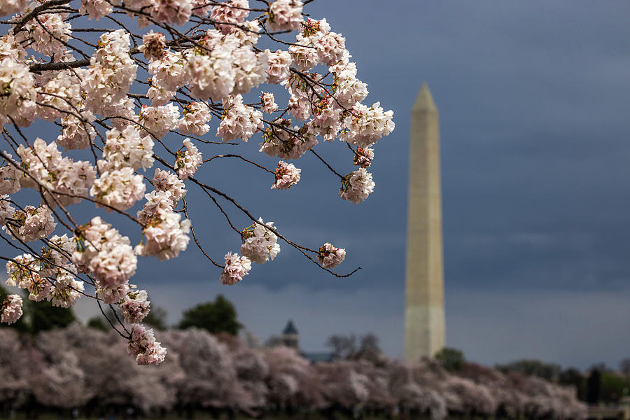 Cherry Blossoms, Washington Monument Photograph by Jim Gillen